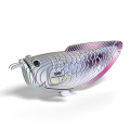 124_ryba srebrna arowana eugy