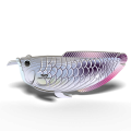 124_Silver_Arowana_rendering_0002.png