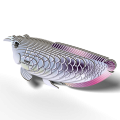 124_Silver_Arowana_rendering_0003.png