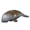 122_manatee_20240610_woBG.png