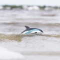 delfin białoboki pluska sie w wodzie figurka safari.jpg