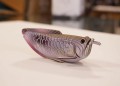124 ryba srebrna arowana zlozona.JPG