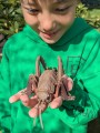 weta olbrzymia eugy.jpg