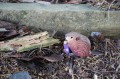 DSC04486.JPG
