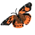 dorosy motyl figurka cykl zycia.webp