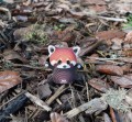 czerwona panda w naturze