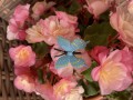 image00012.jpeg