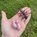 cylk zycia mrówki figurki insect lore