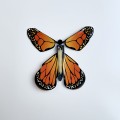 IMG_5619.jpeg