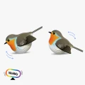 137_Robin-1_2025.10.webp